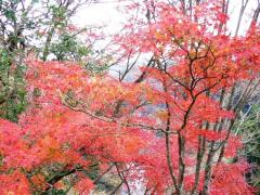 紅葉